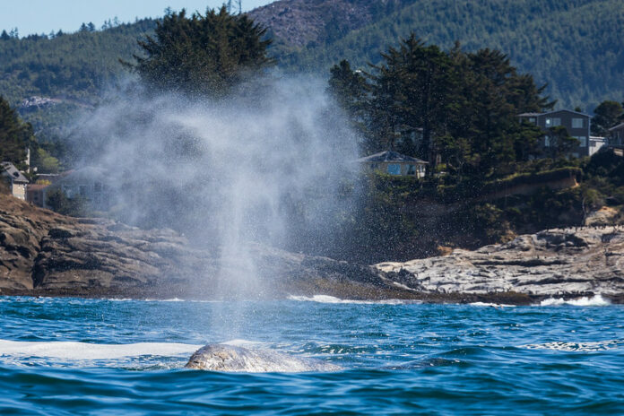whale tours central coast