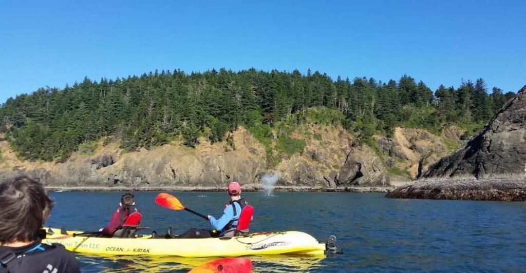 whale watching oregon coast