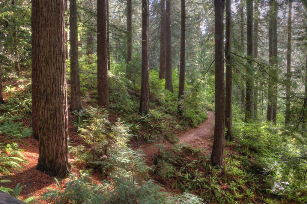 redwoods, conserve endangered species