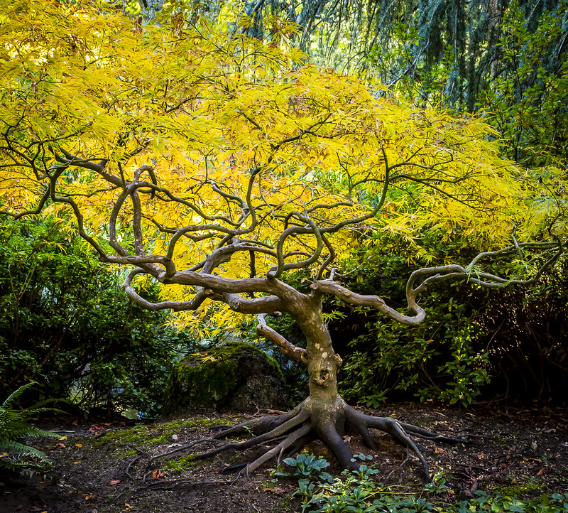 A twisty little tree with vibrant yellow orange leaves in fall at the Japanese Garden At Lithia Park in Ashland Oregon.