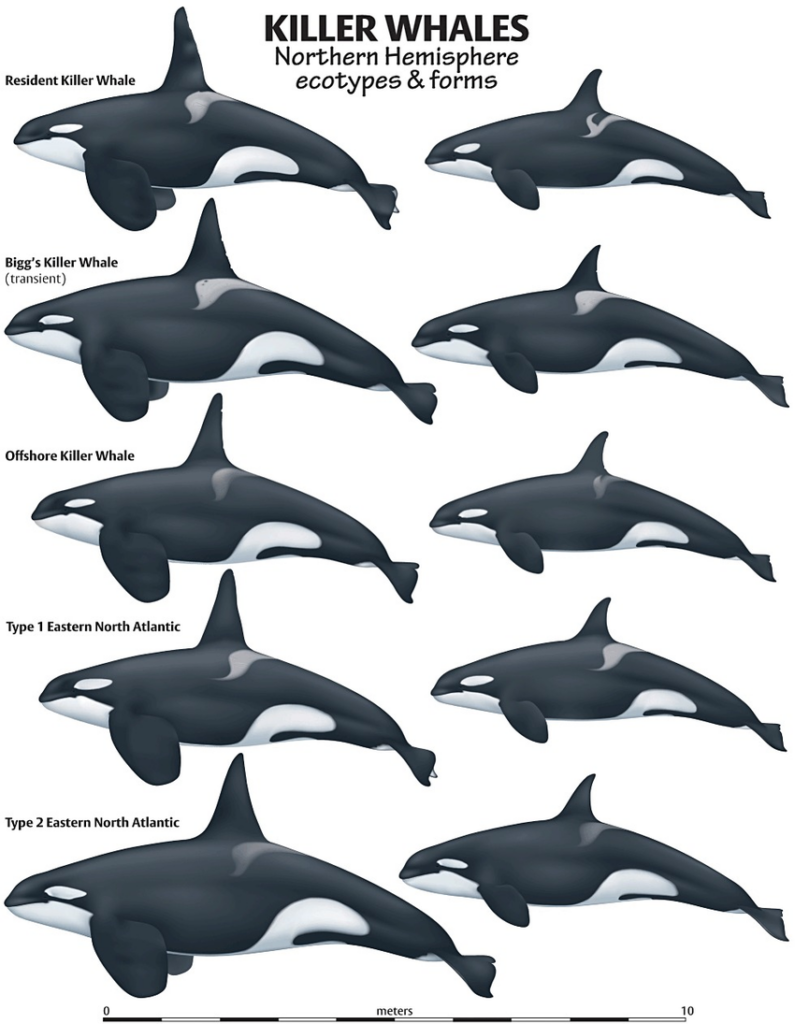 killer whales, infographic, research gate