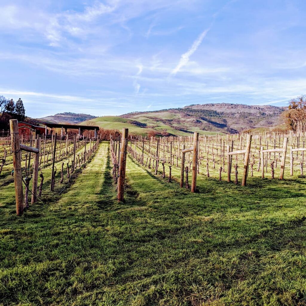 The vineyard at Grizzly Peak Winery in Ashland Oregon.  You can see hills in the background under a blue sky.