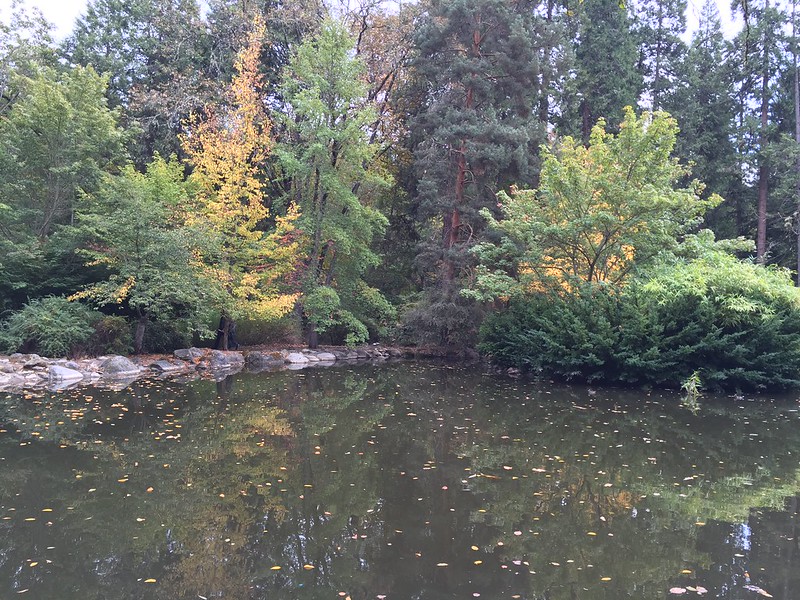 A duck pond with trees in the background.  It looks like a tranquil spot.