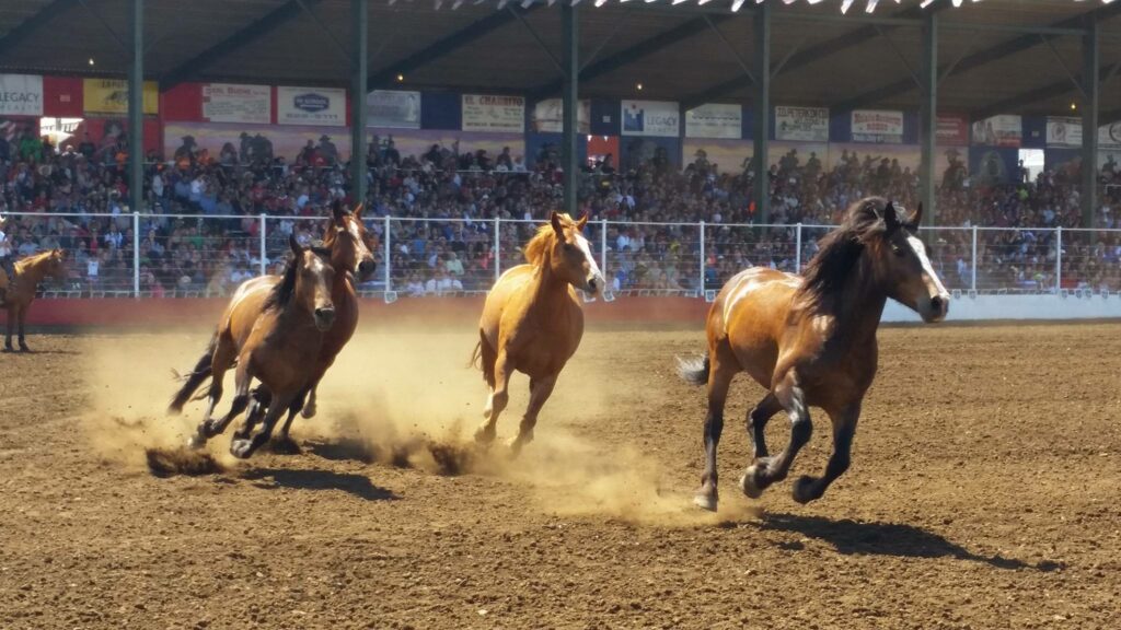 molalla buckeroo, oregon rodeos