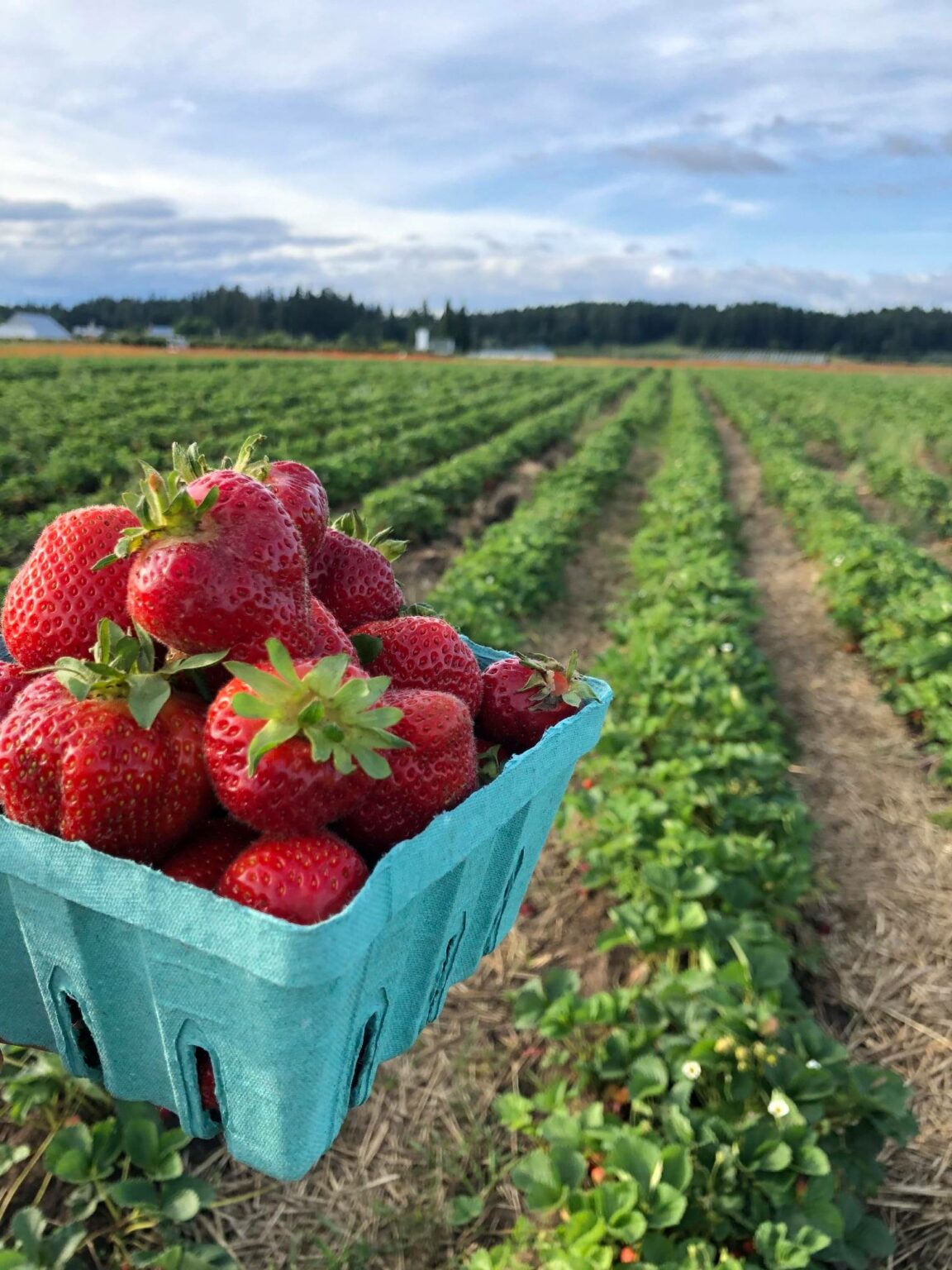 Pick Some Of The Most Fresh Strawberries Ever At Hoffman Farms