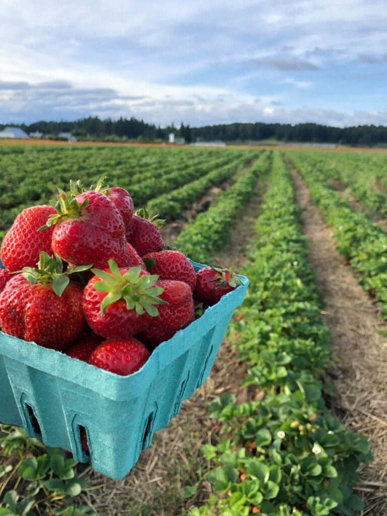 A green container full of red strawberries in a field of strawberry plants.