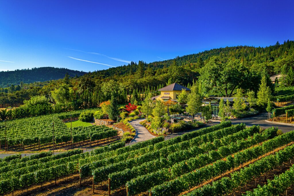 A panoramic shot of Dancin Vineyards.