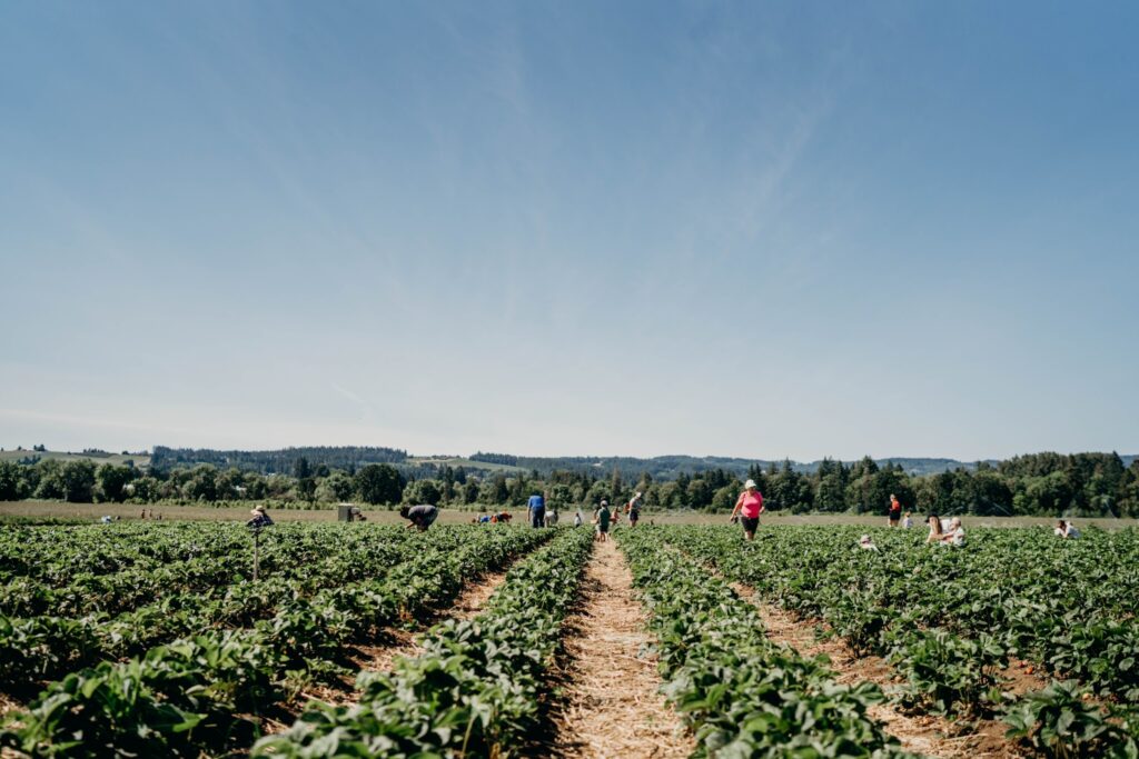 About a dozen people are spread out in a large field at Hoffman Farms picking berries on a sunny day.