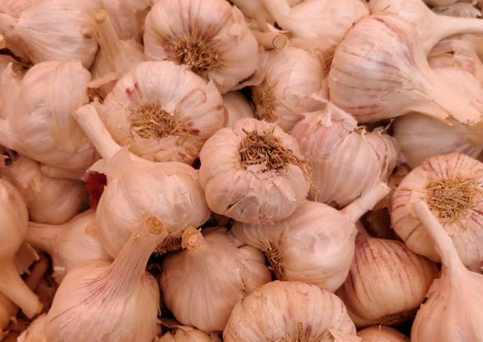 north plains garlic festival, oregon, elephant garlic, 2023