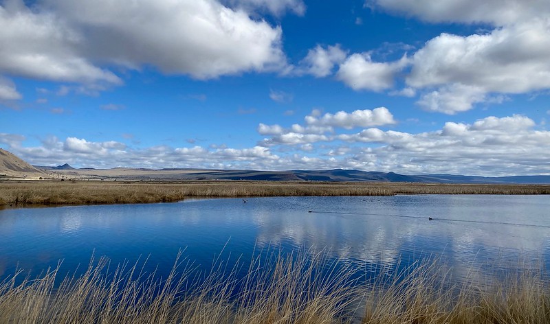 Summer lake on a blue sky day with white fluffy clouds overhead. The blue skies are reflected in the calm waters. There are tall yellow grasses around the lake edges.