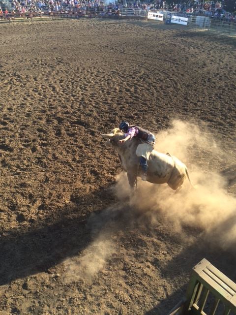 A person rides a bull in the rodeo.