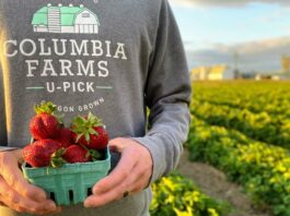 Columbia Farms U-Pick, sauvie island, portland, oregon, berries, summer, farm, family fun, day trips