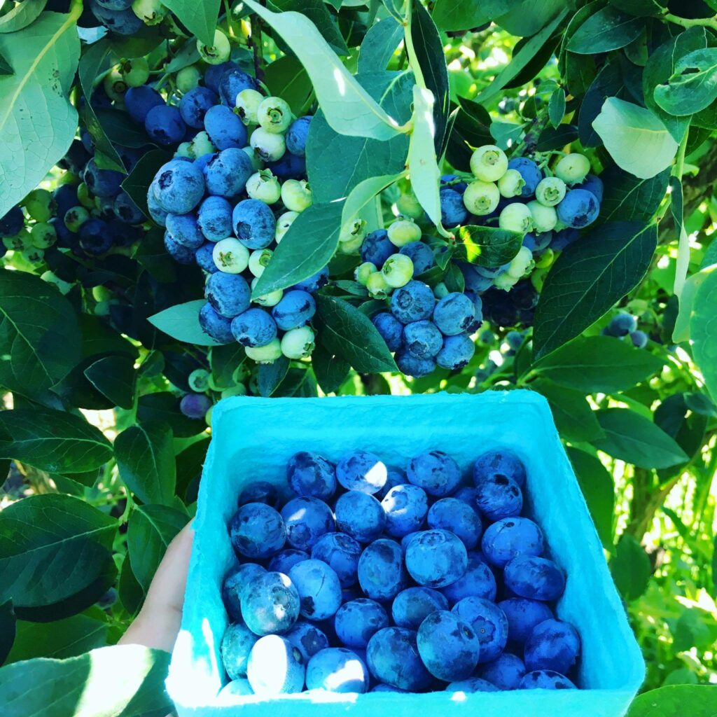 columbia farms u-pick, sauvie island, oregon, portland, day trips, berry picking, summer, blueberries