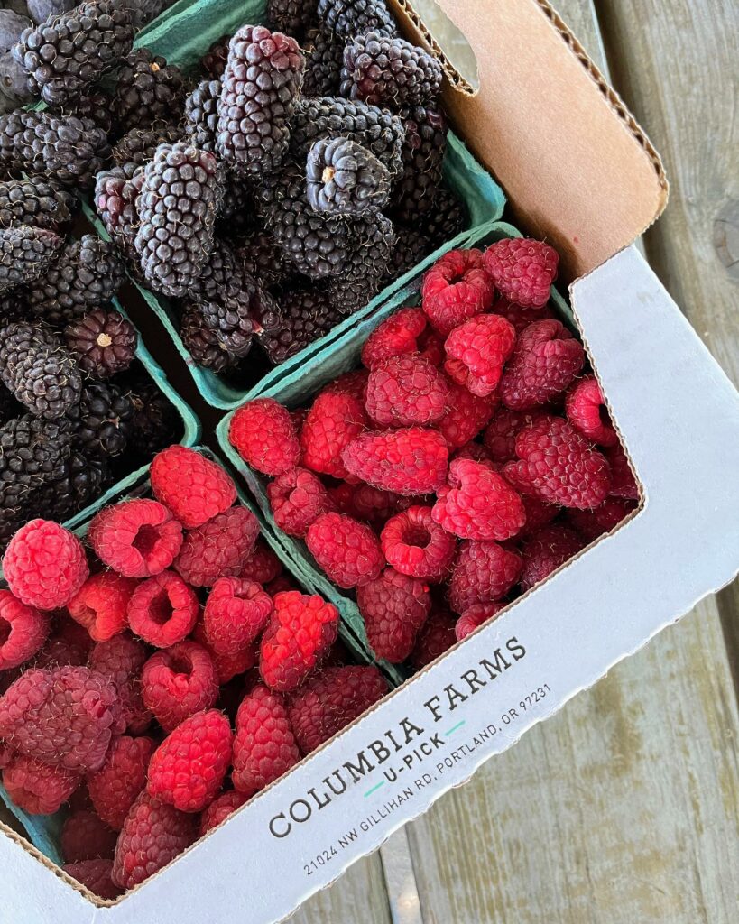 columbia farms u-pick, sauvie island, oregon, portland, day trips, berry picking, summer, blueberries, raspberries, blackberries