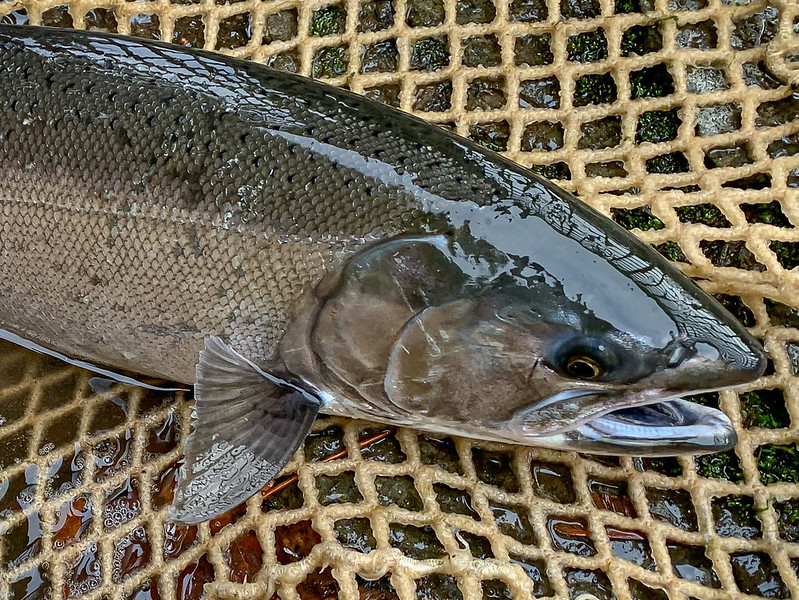 oregon, fishing, north fork smith river, coho salmon