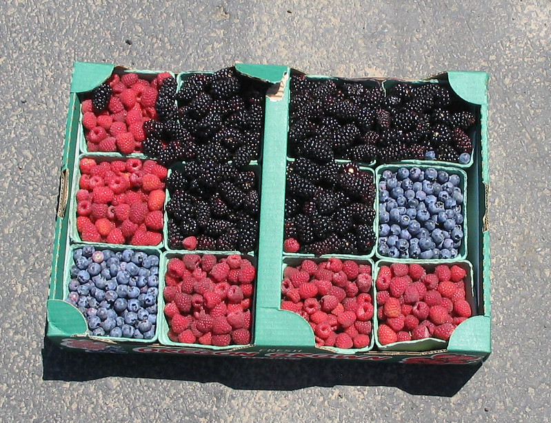 columbia farms u-pick, sauvie island, oregon, portland, day trips, berry picking, summer, blueberries, raspberries, marionberries