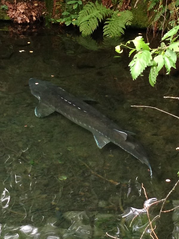 Herman The Sturgeon.