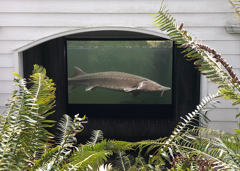 Oregon's Most Beloved Fish - 89 Year Old Herman The Sturgeon