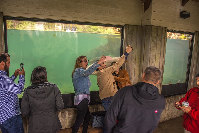 People taking selfies in front of the viewing port with Herman the Sturgeon.