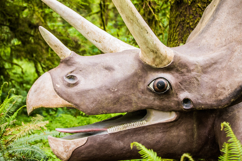 A huge triceratops sculpture in the forest. It has big horns, an open mouth and a big eye.