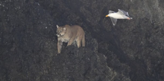 cougar on haystack rock