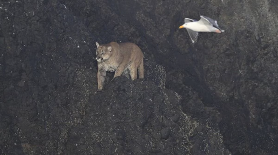 More Cougars Strut Their Stuff Near Cannon Beach, Make the Oregon Coast Their Catwalk