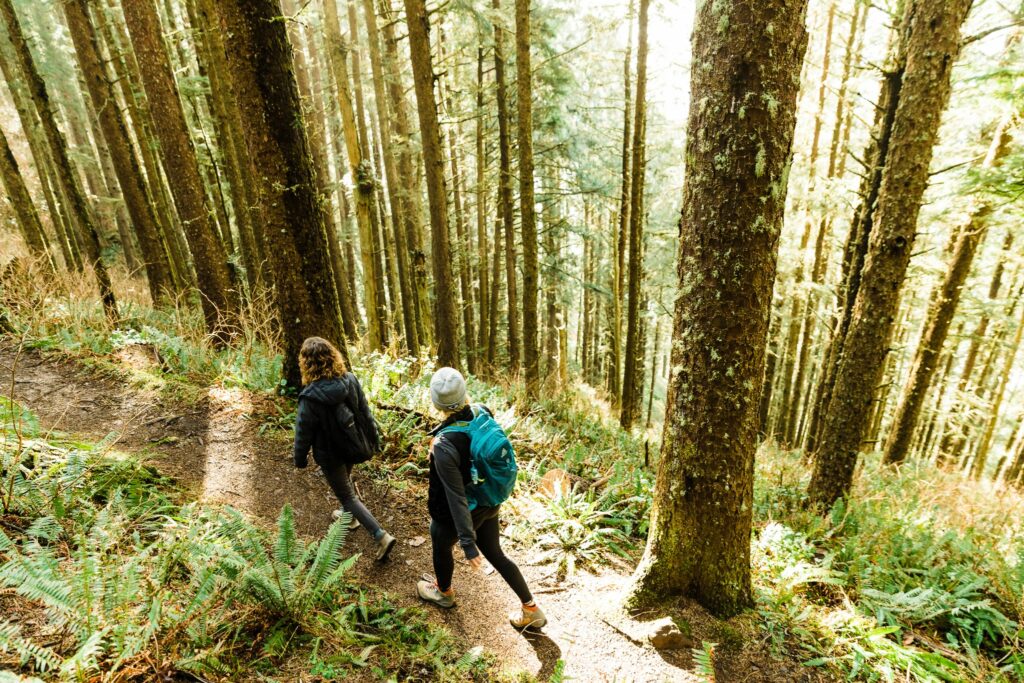 Two people hiking through a coastal forest with ferns and tall trees.