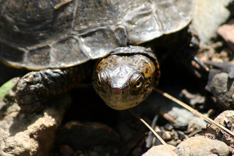 Tiny turtles take up residence at Oregon Zoo for summer growth spurt