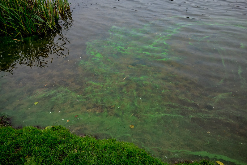 blue-green algae