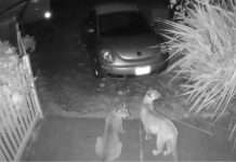A black and white still shot from a Blink security camera of two cougars sitting on someone's front porch by their car.
