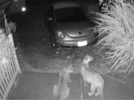 A black and white still shot from a Blink security camera of two cougars sitting on someone's front porch by their car.