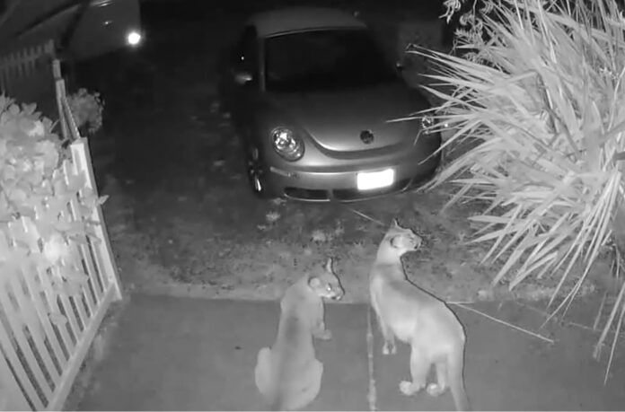 A black and white still shot from a Blink security camera of two cougars sitting on someone's front porch by their car.