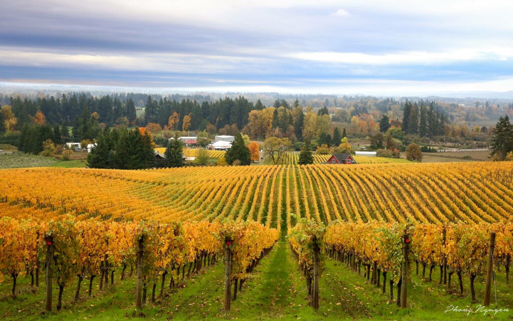 Fall colors at Sokol Blosser Winery in the Dundee hills. Rows of grapes show bright yellow colors.