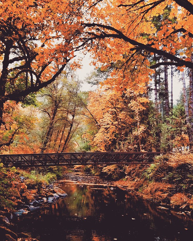 Fall colors on Whittaker Creek, a tributary of the Siuslaw River. 