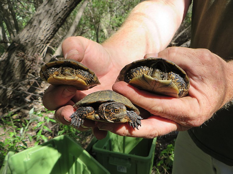 Oregon Zoo releases not-so-tiny turtles back to the wild