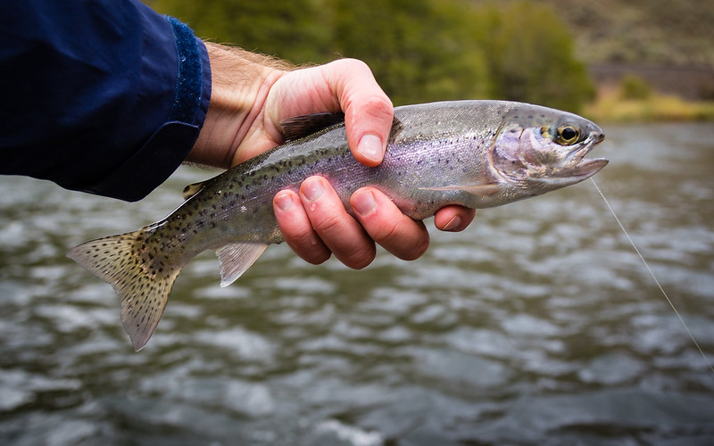 Beautiful Trout