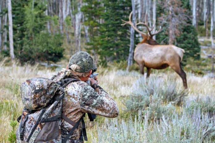 hunting elk