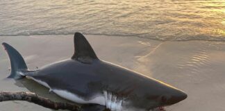 shark rescue, oregon coast, rockaway beach, september 2023, salmon shark