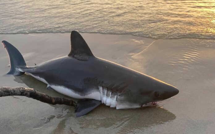 shark rescue, oregon coast, rockaway beach, september 2023, salmon shark