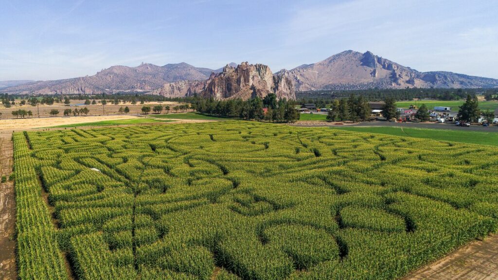 A massive green corn maze spreads out before jagged tall rocks and mountains at Smith Rock Ranch in Oregon.