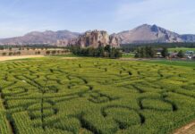 A massive green corn maze spreads out before jagged tall rocks and mountains at Smith Rock Ranch in Oregon.