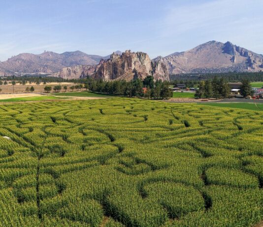 A massive green corn maze spreads out before jagged tall rocks and mountains at Smith Rock Ranch in Oregon.