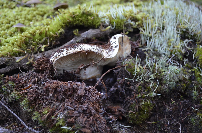A pale colored Matsutake mushroom sticking up from the dirt and moss.