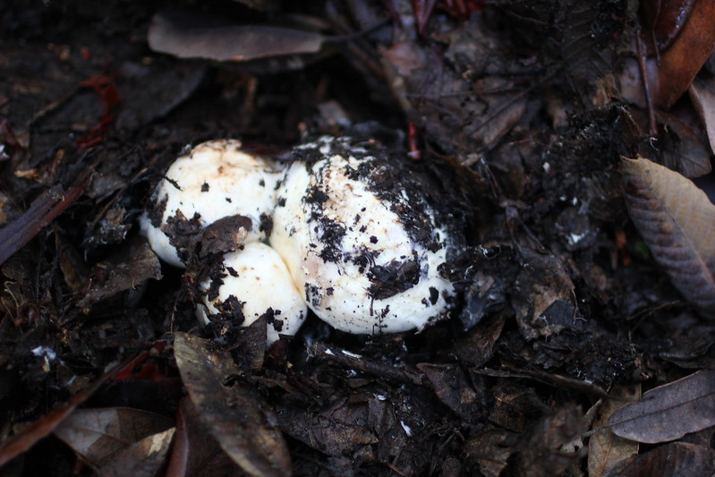 A small cluster of pale colored Matsutake mushrooms half buried in the dirt.