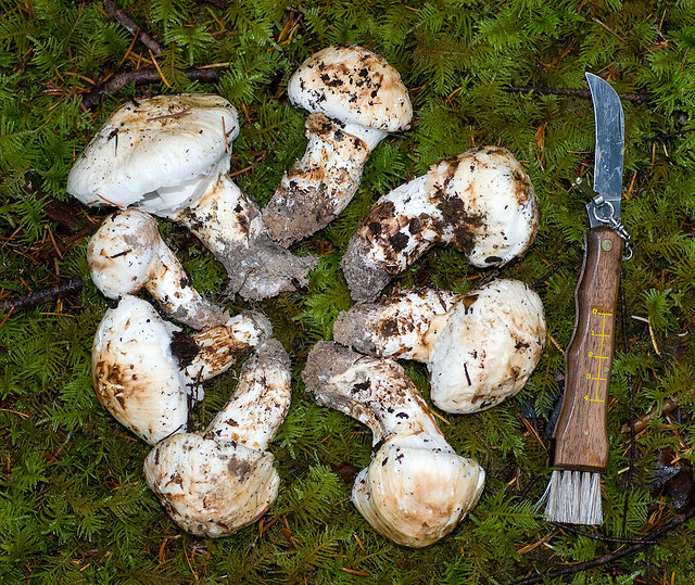 8 Matsutake mushrooms lying on moss next to a sharp harvesting tool with a wooden handle.