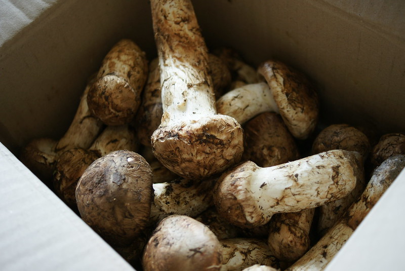 A box of matsutake mushrooms.