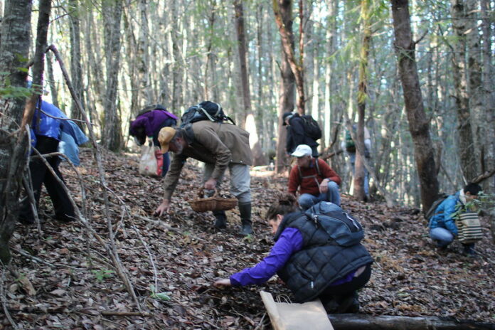 People hunting for Matsutake mushrooms in the woods.