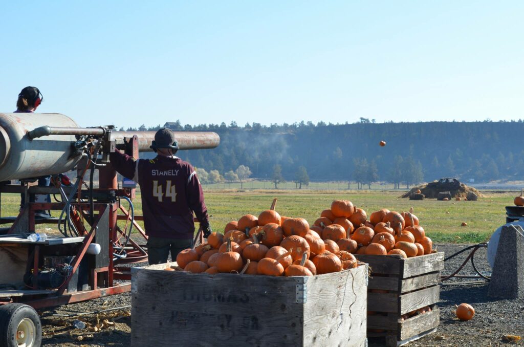 A man launches pumpkins out of the pumpkin cannon.