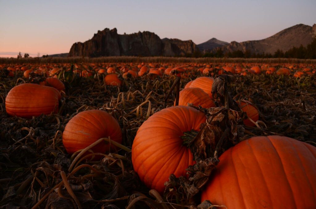 Perfect orange pumpkins in a field at Smith Rock Ranch with jagged brown mountains in the background.