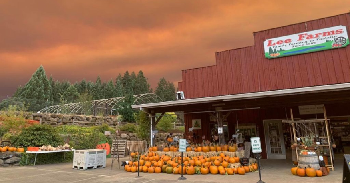 Oregons Top Pumpkin Patches Of 2023 Corn Mazes And Beyond 